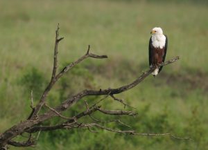 African-Fish-Eagle | Luxury Birding Safaris