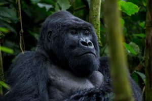 Congo Gorilla Trekking