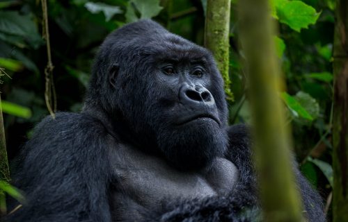 Congo Gorilla Trekking