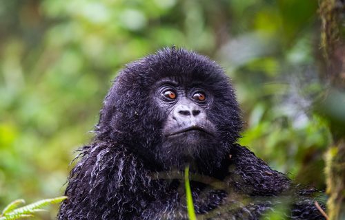 Gorillas in Rwanda