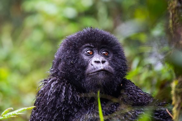 Gorillas in Rwanda