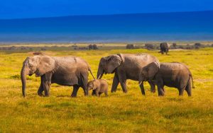 Kenya Safari Holidays