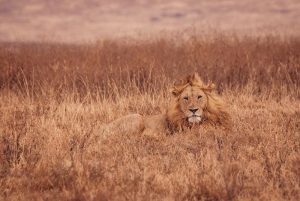 Lions on a Luxury Safari in Tanzania