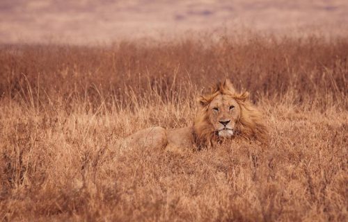 Lions on a Luxury Safari in Tanzania