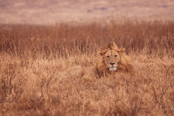 Lions on a Luxury Safari in Tanzania Lions on a Luxury Safari in Tanzania