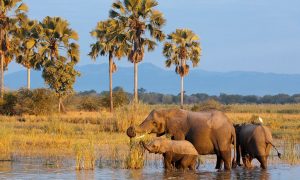 Malawi safaris