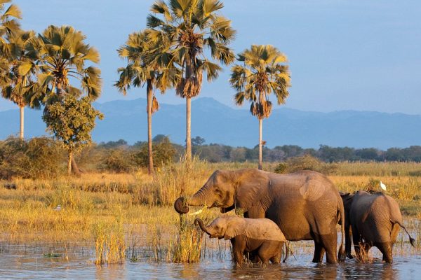 Malawi safaris