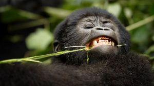 Uganda Mountain Gorilla Trekking