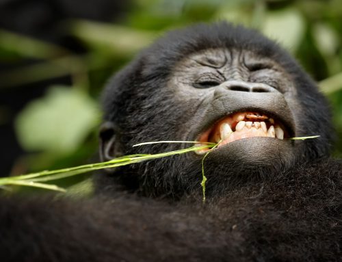 Best Destinations for Gorilla Trekking