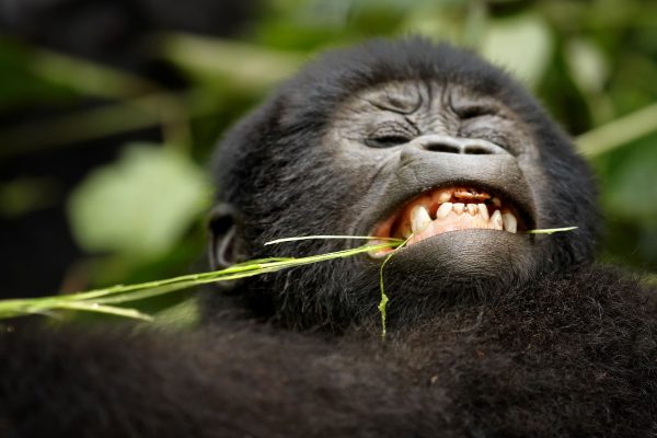 Uganda Mountain Gorilla Trekking