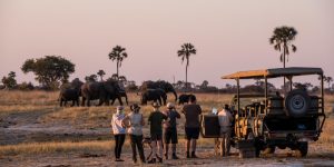 Zimbabwe safaris