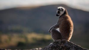 Madagascar Safaris - Ring-Tailed Lemur