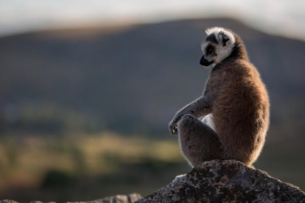 Madagascar Safaris - Ring-Tailed Lemur