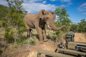 South Africa Safaris