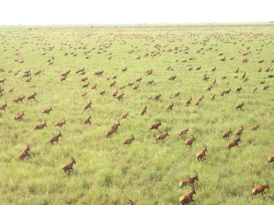 antelopes in Boma National Park