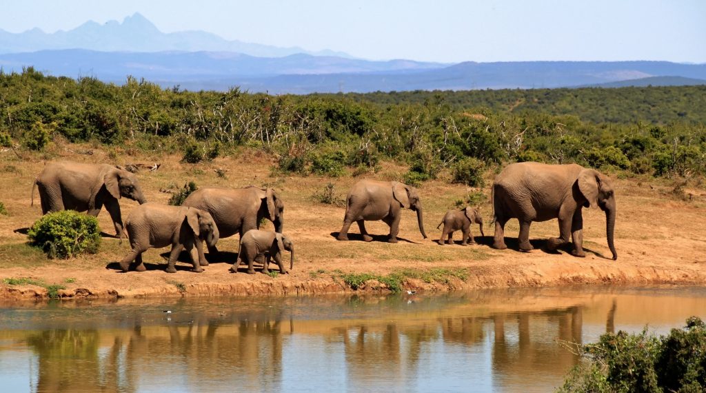 elephants in Boma National Park