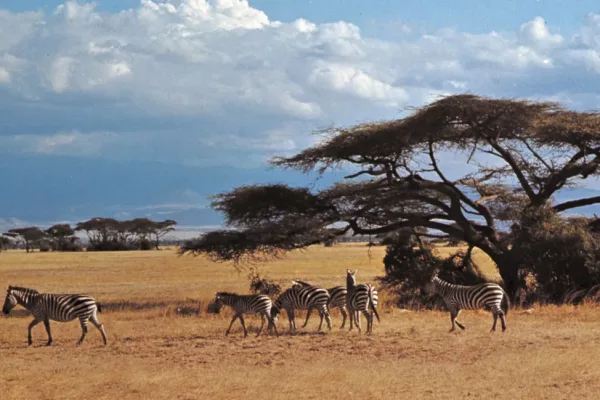 Amboseli National Park...