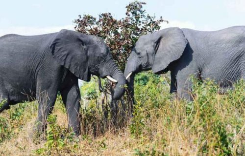 Botswana Chobe National Park - elephants