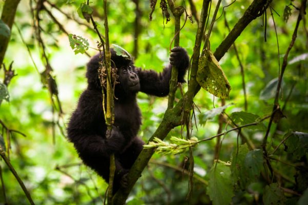 Bwindi Gorilla Trekking