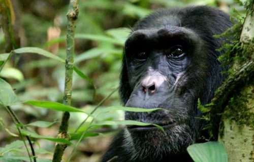 Chimpanzee Trekking in Kibale Forest National Park