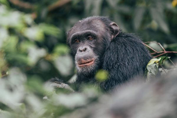 Chimpanzee trekking in Rubondo Island National Park