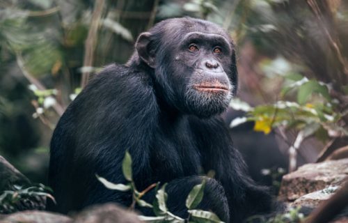 Chimpanzee trekking in Rubondo Island National Park.