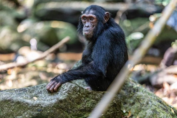 Chimpanzees in Mahale