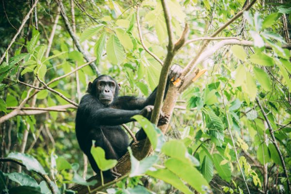 Chimpanzees of Mahale