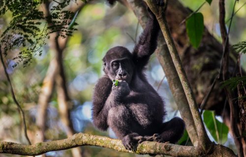 Congo Gorilla Tracking Experience