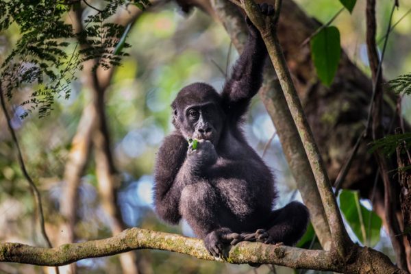 Congo Gorilla Tracking Experience