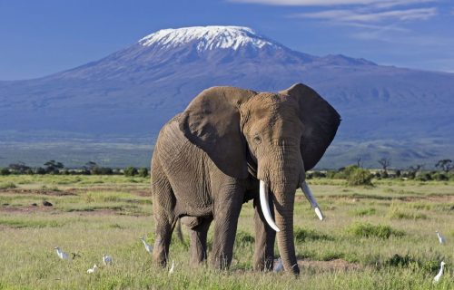 Drive to Amboseli National Park