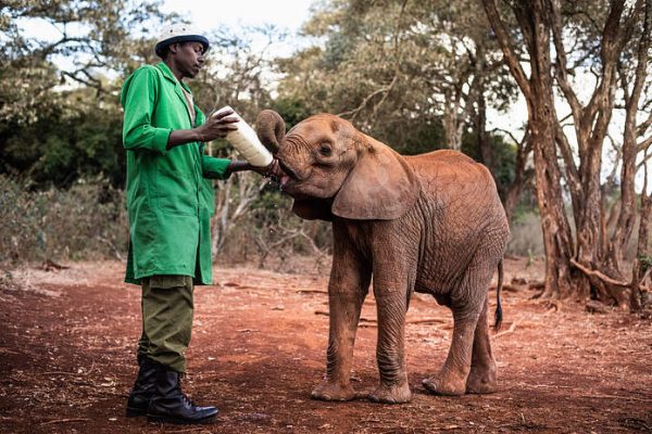 Elephant Adoption done directly with Sheldrick Wildlife Trust