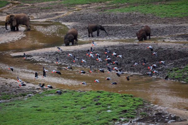 Elephants around Sangha Lodge