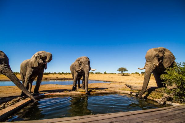 Elephants in Hwange National Park