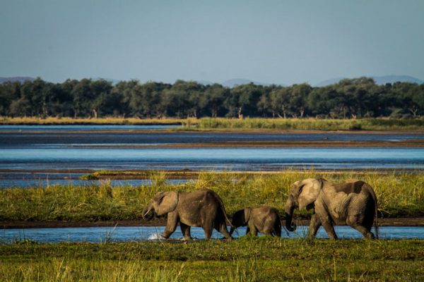 Elephants in Mana Pools National Park