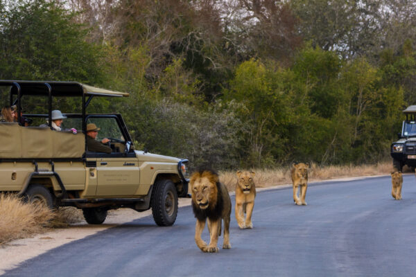 Game Drive in Kruger National Park