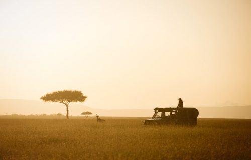 Game drive Maasai Mara