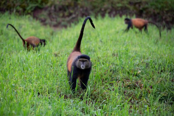 Golden Monkey Trekking.