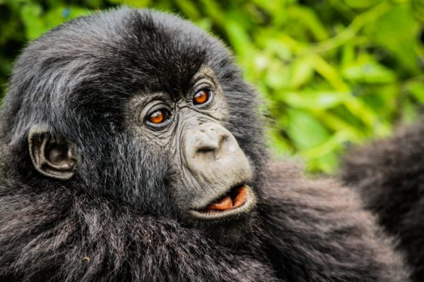 Gorilla Tracking in Volcanoes National Park