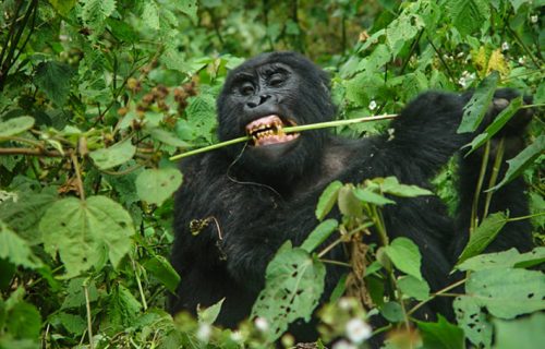 Gorilla Trekking in Bwindi