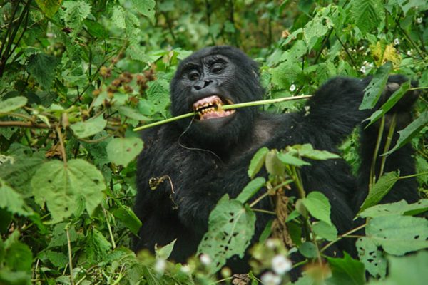 Gorilla Trekking in Bwindi