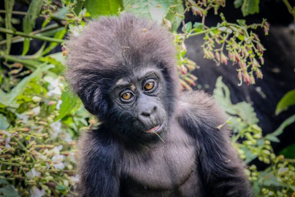 Gorilla Trekking in Volcanoes National Park