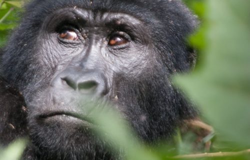 Gorillas in Bwindi