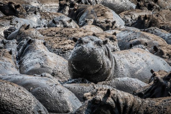 Hippos in Katavi National Park