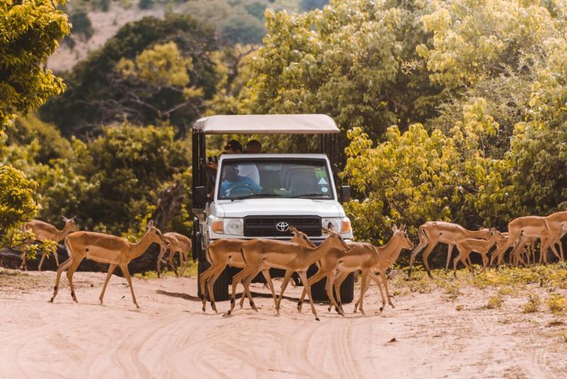 Impala crossing in Chobe National Park Botswana