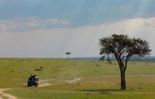 Kenya Masai Mara game drive