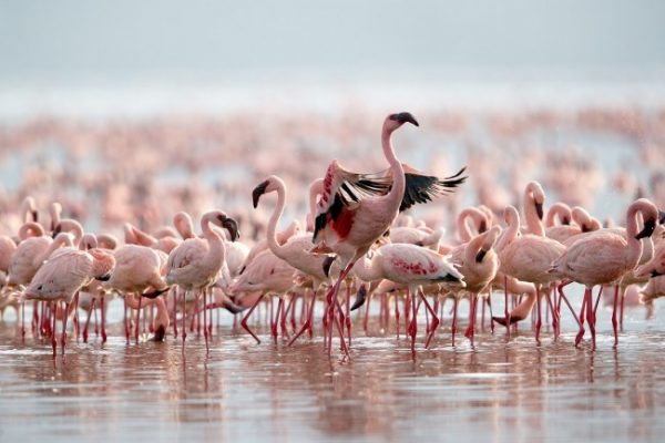 Lake Bogoria Game Reserve