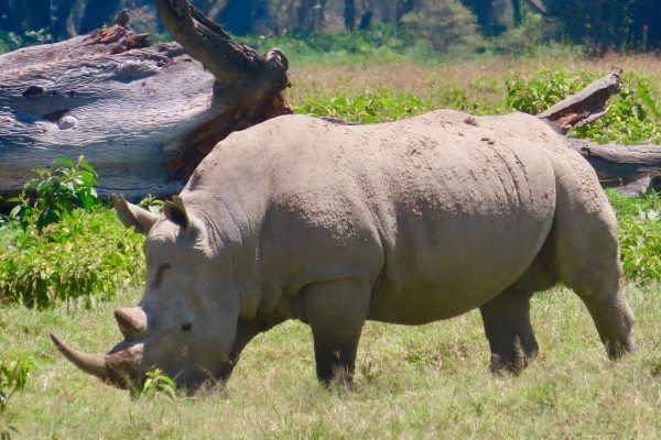 Lake Nakuru National Park