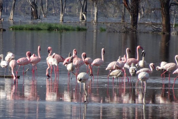 Lake Nakuru National Park, Kenya