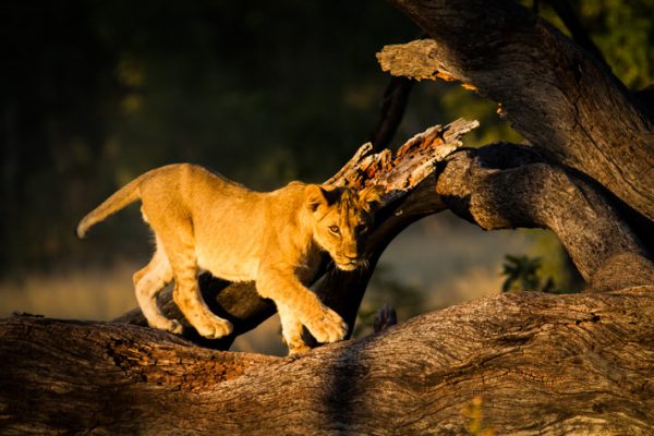 Lions in Hwange National Park